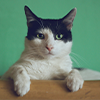 A IDADE DO GATO  Quando crianas viram adolescentes